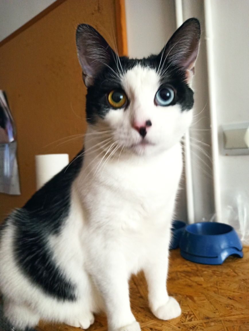 Urocza kotka do adopcji