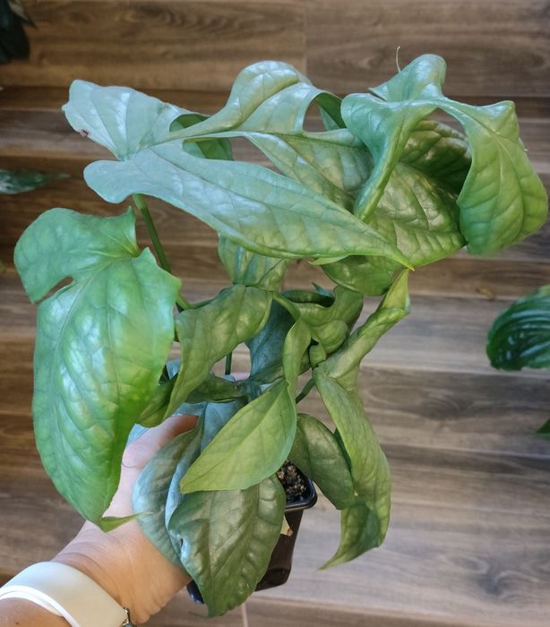 Amydrium medium Silver Spiderman