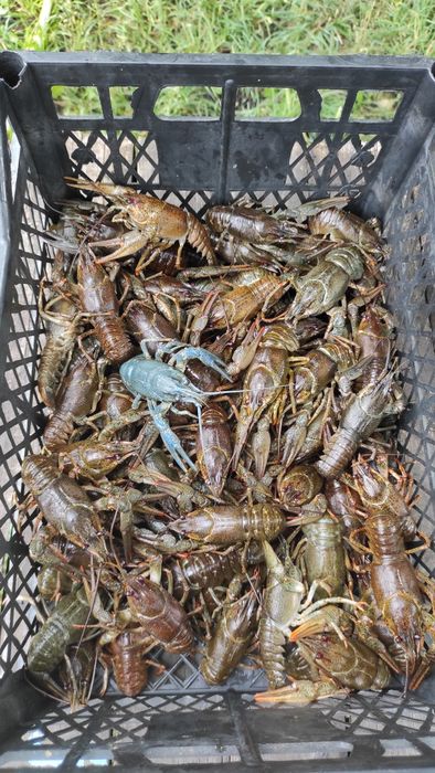 Живі раки в наявності