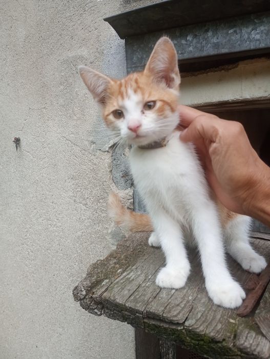 6 młodych kotków nie wykastrowanych do przygarnęcia za darmo.