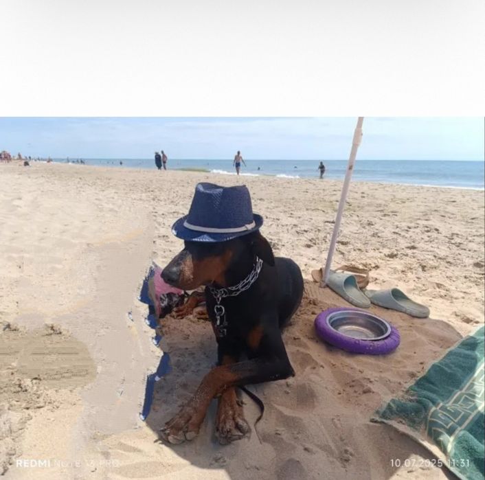 Первая вязка доберман