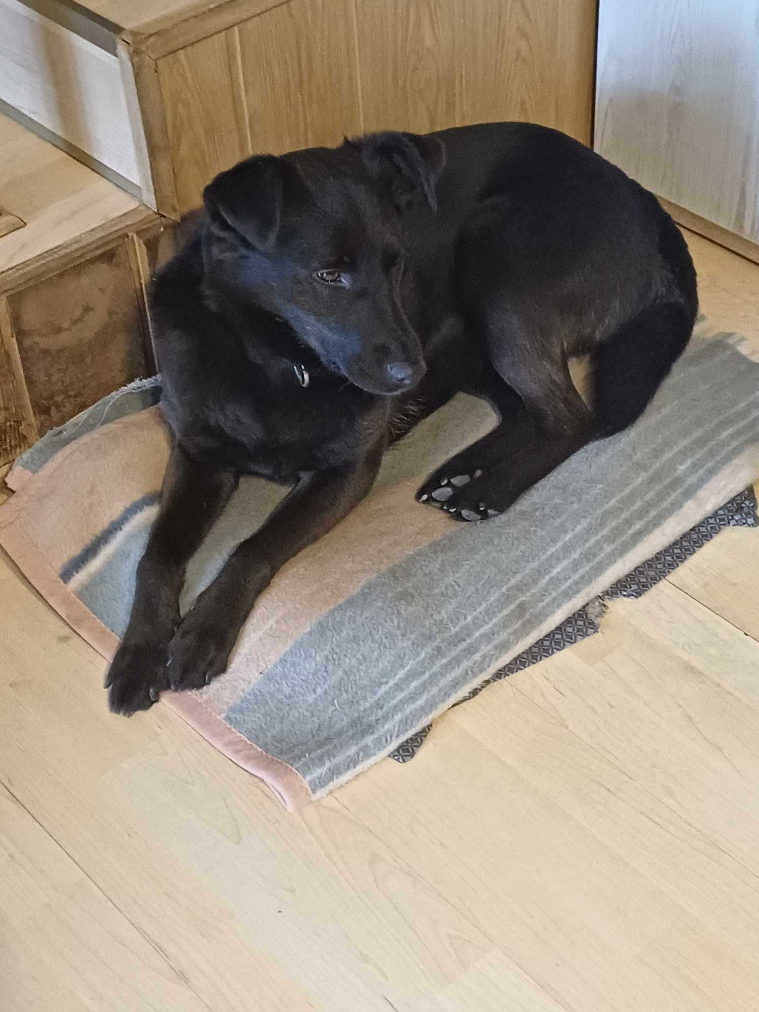Czarna suczka wielkości labradora, szuka domu z ogrodem
