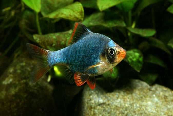 Zestaw Ryb do akwarium 120 l