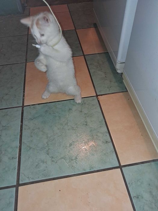 Kocurek  do oddania  biało  rudy ok.2 m .