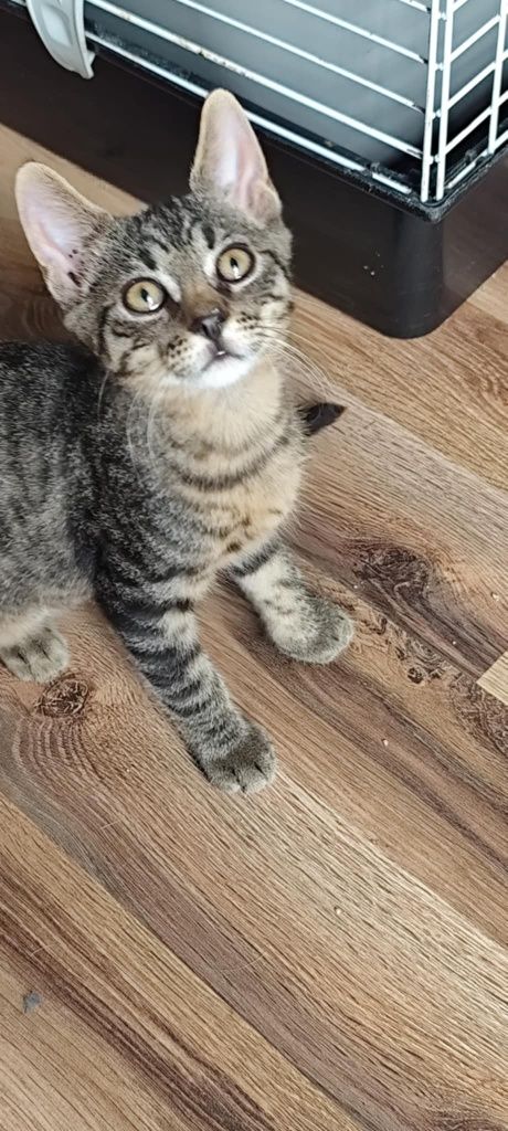 Do pilnej adopcji kocurek kociak Miron