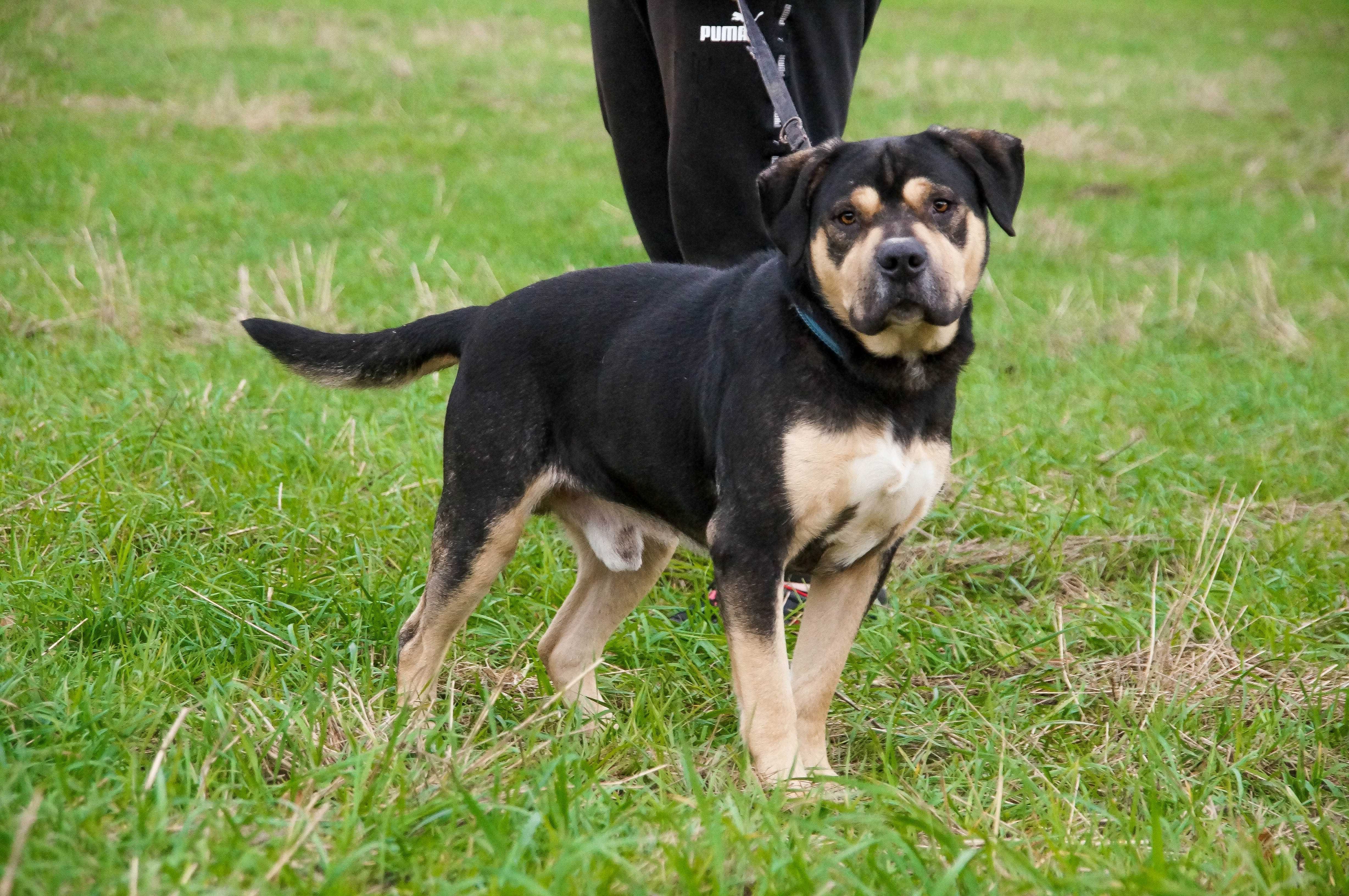 Żuber - kochany cielaczek do adopcji