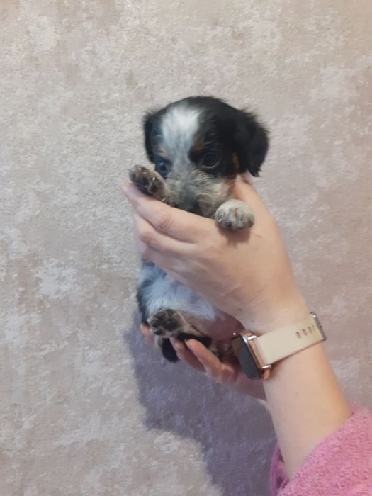 Отдадим в хорошие руки