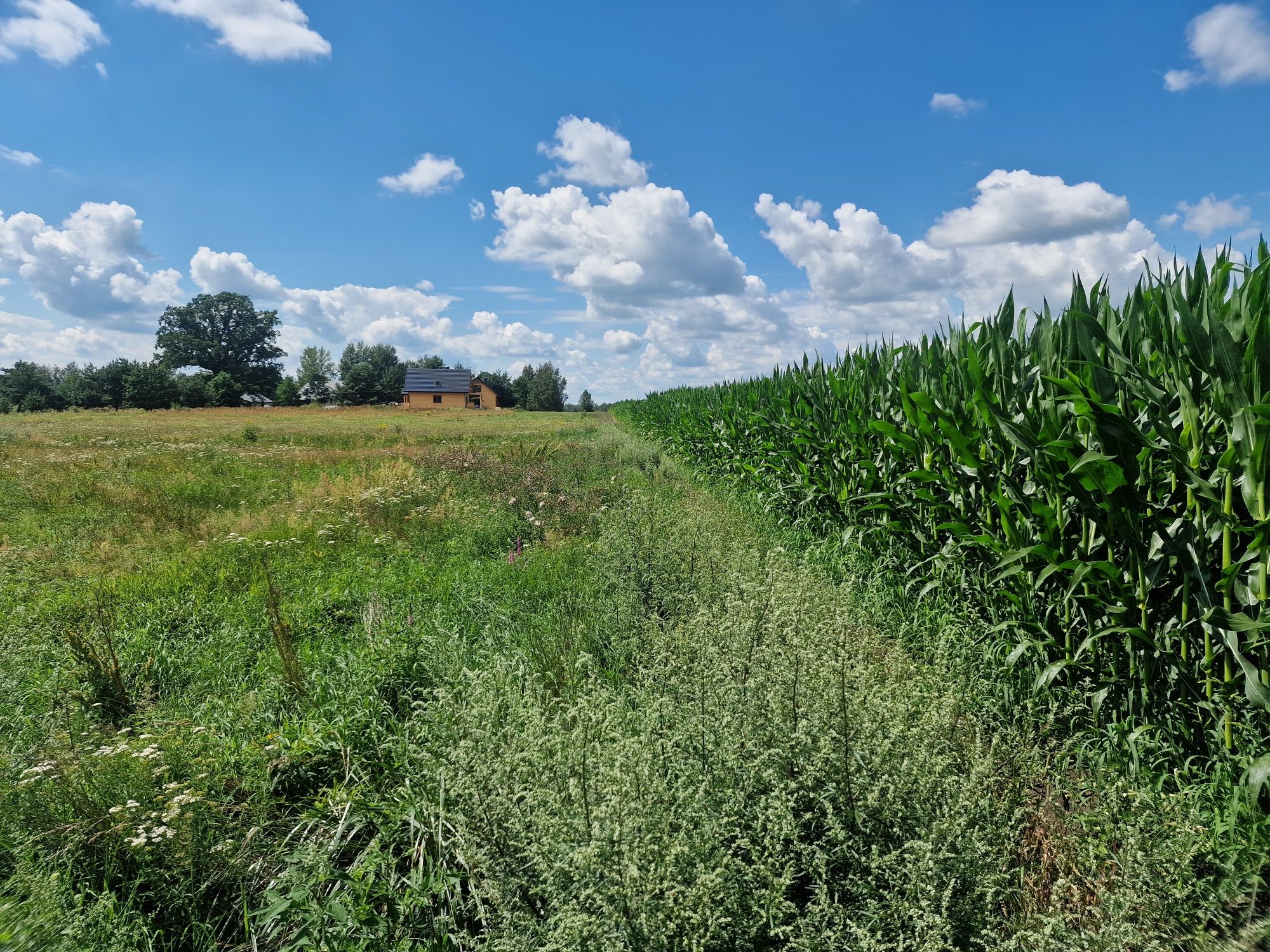 Działka z warunkami zabudowy 3500m2