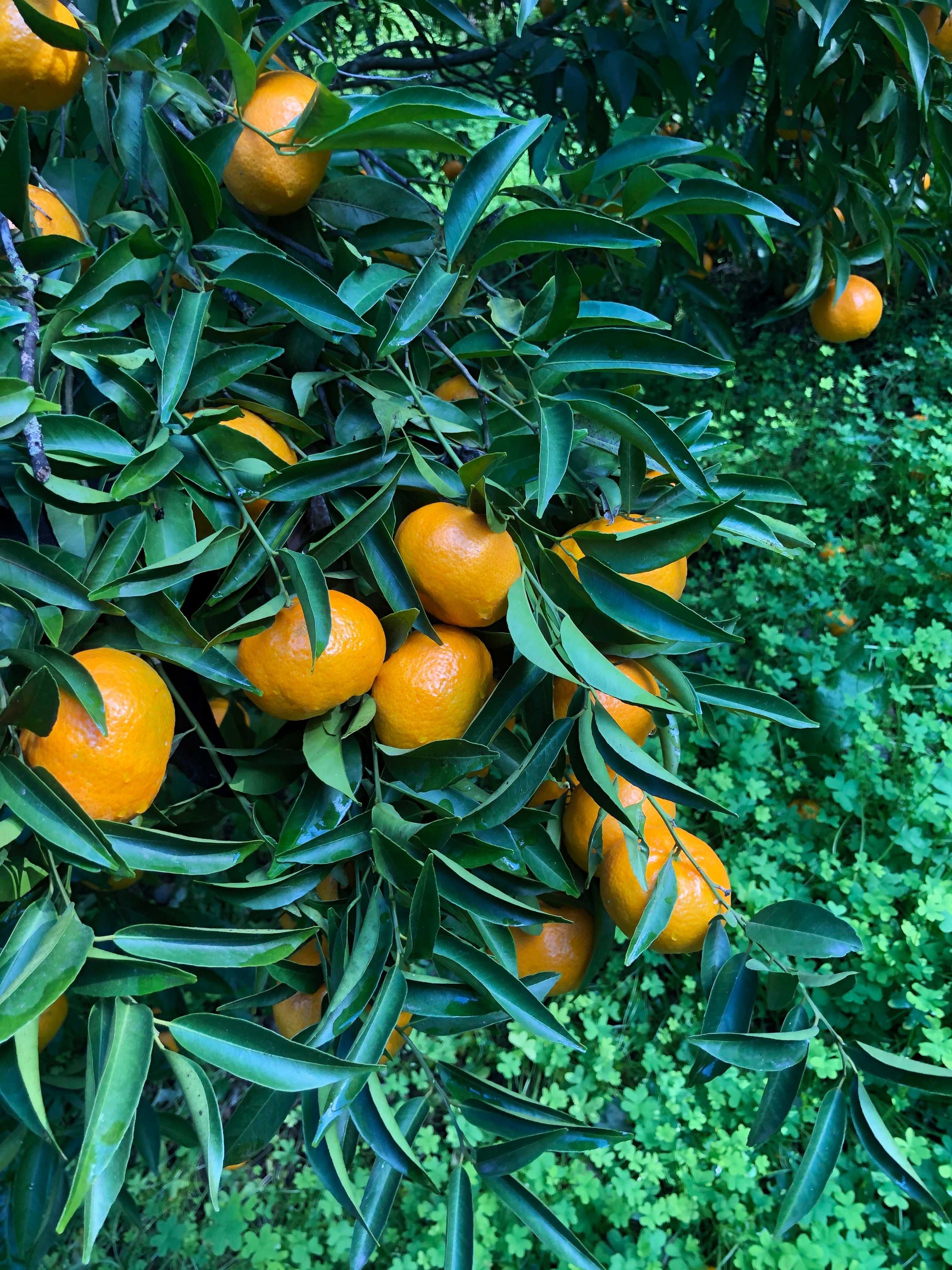 Cítricos Orgânicos: Tangerina, Laranja, Clementina