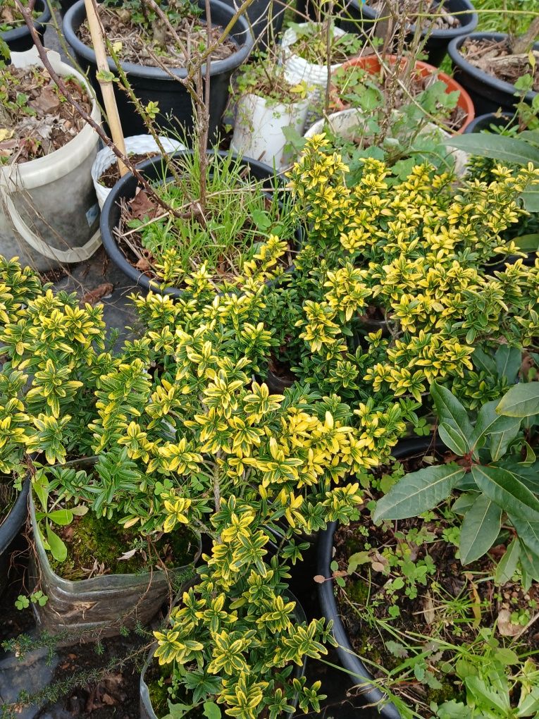 Euonymus japonicus microphyllus, Nerium Oleander e Abutilon Pictum