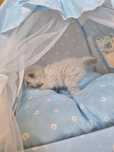 Bracia blue ragdoll bicolor i mitted