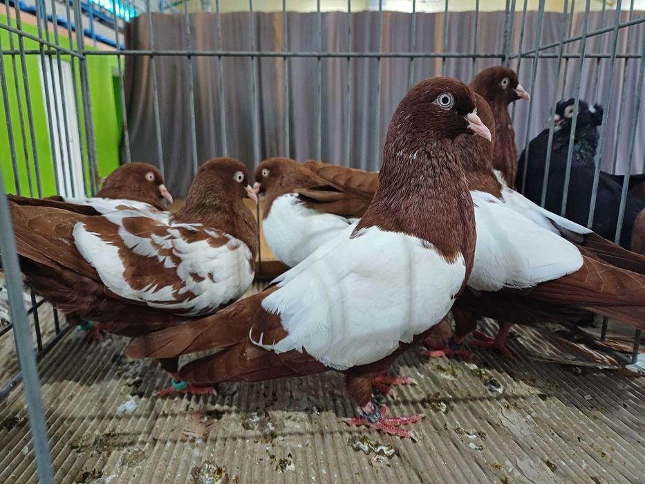 Holenderski wysokolotny białotarczowy