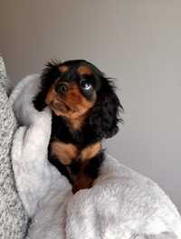 Cavalier King Charles Spaniel - szczeniak suczka