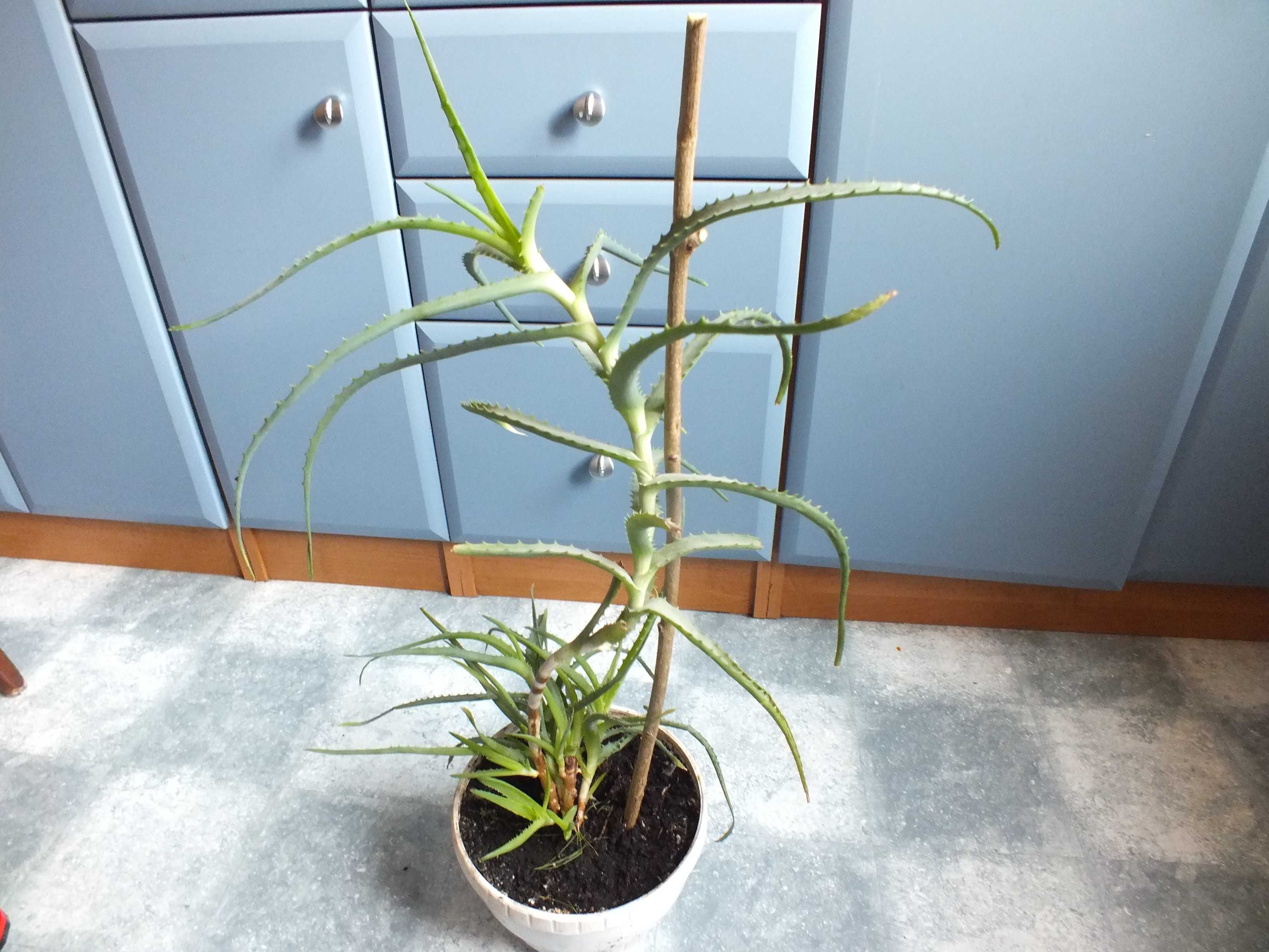ALOES Drzewiasty roślina w doniczce 70cm dużo odnóg doniczkowa kwiat