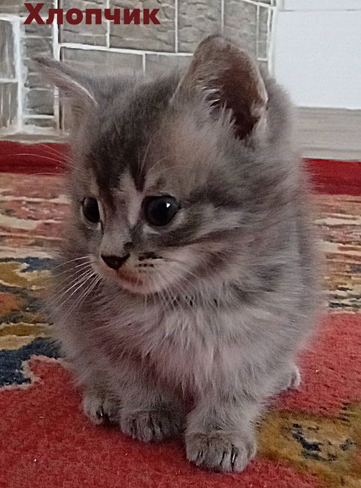 Кошенята в добрі руки