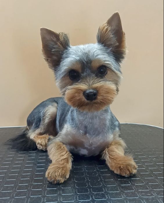 Стрижка собакта котів . Грумінг.