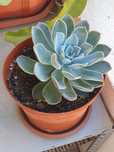 Suculentas Echeveria