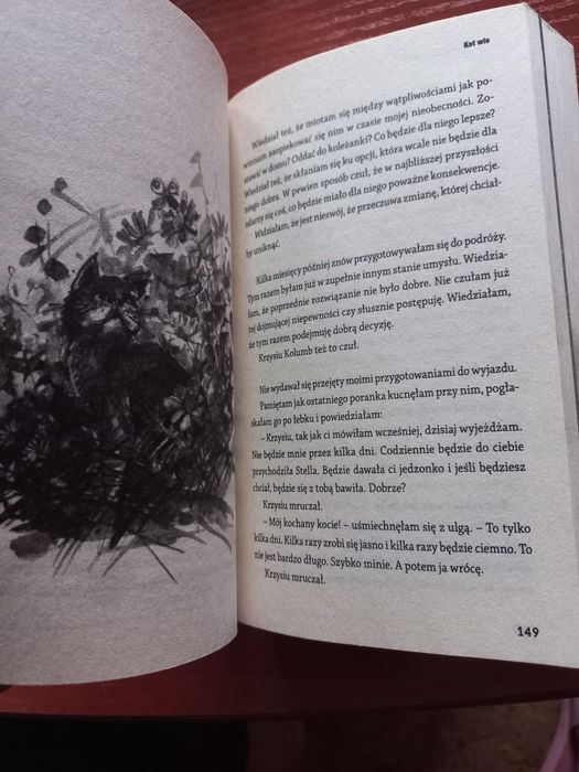 Kot dla początkujących