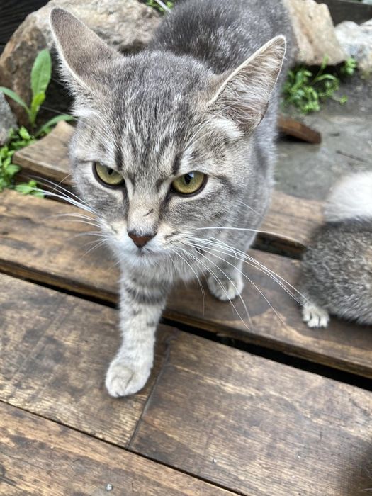 Кошенята 1,5 місяці