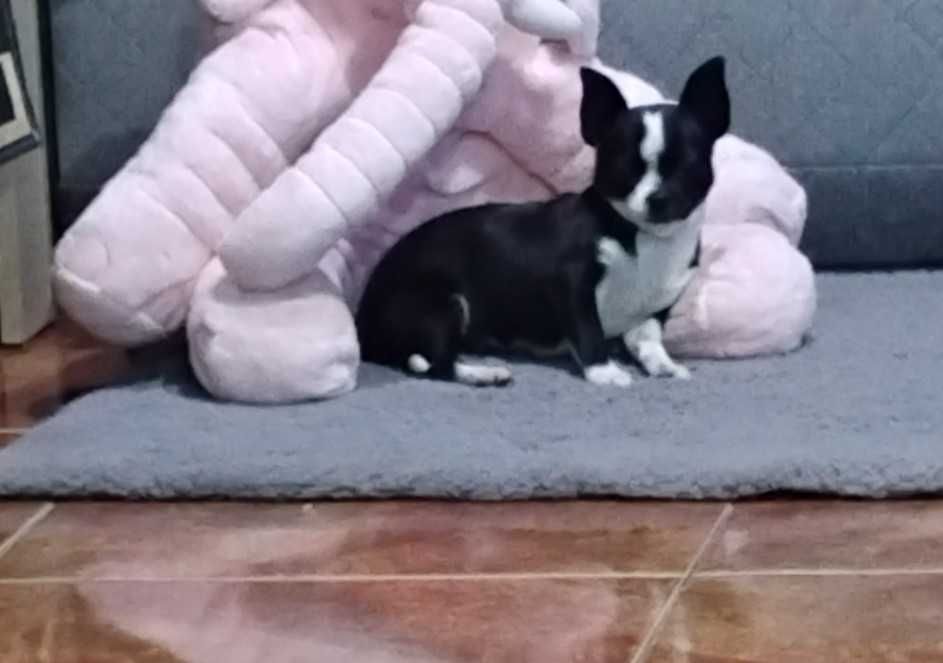 Piesek Chihuahua