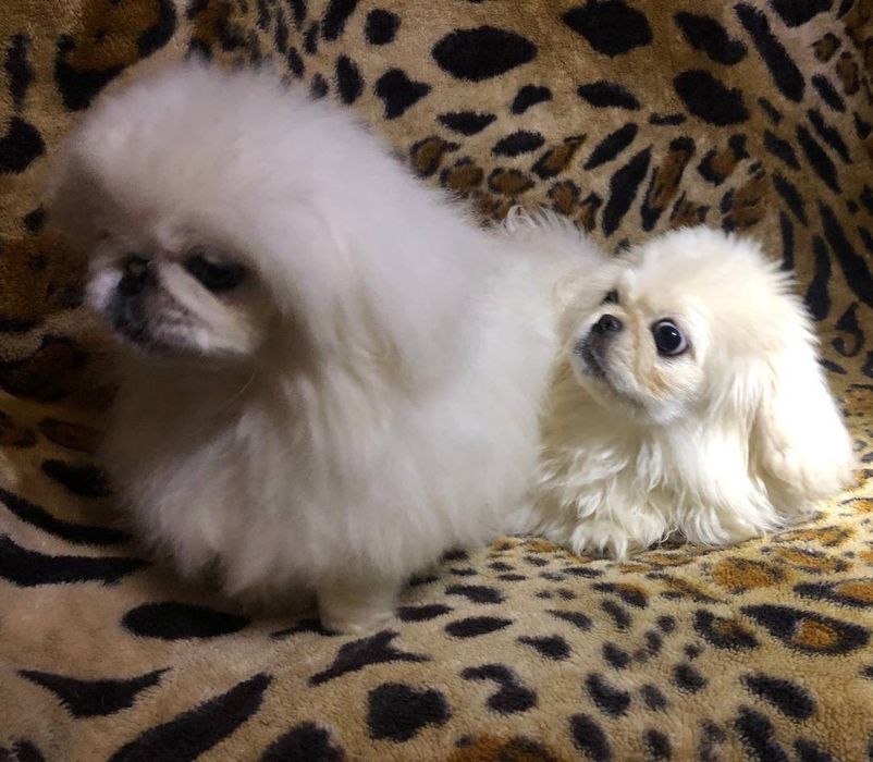 Вязка,чистокровний білий пекінес розвязаний