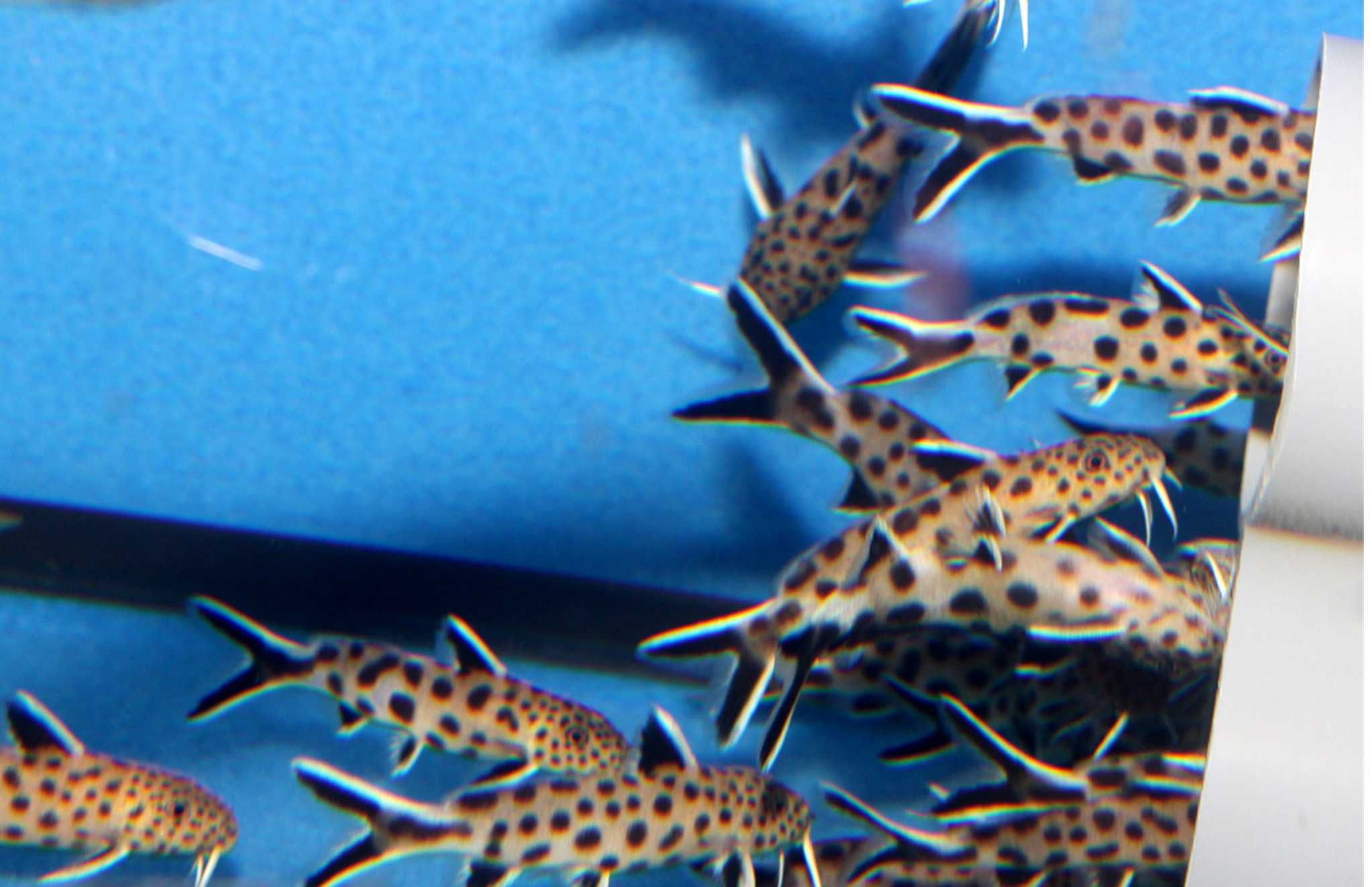 Giętkoząb czarnopłetwy - Synodontis petricola - mały sumik. Wysyłka
