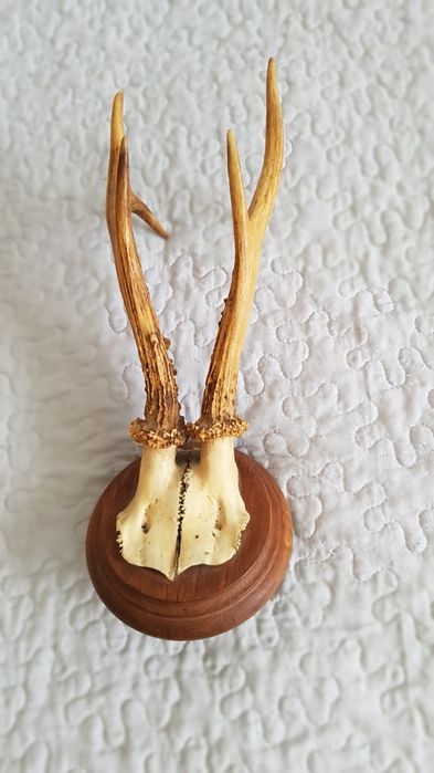 Poroże jelonka do dekoracji  mieszkania.