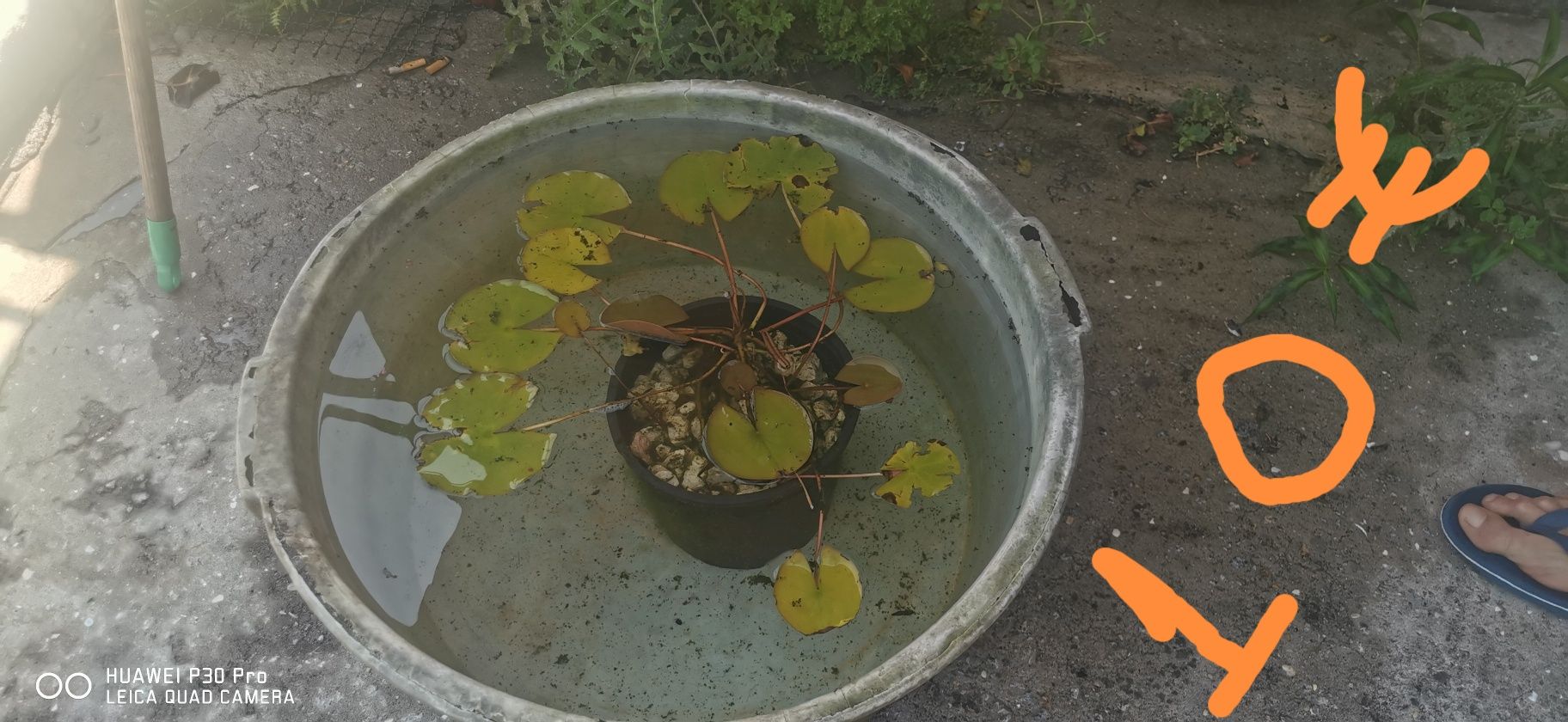 Plantas aquáticas Nenufer