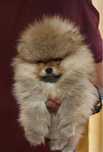 Spitz alemao anao macho