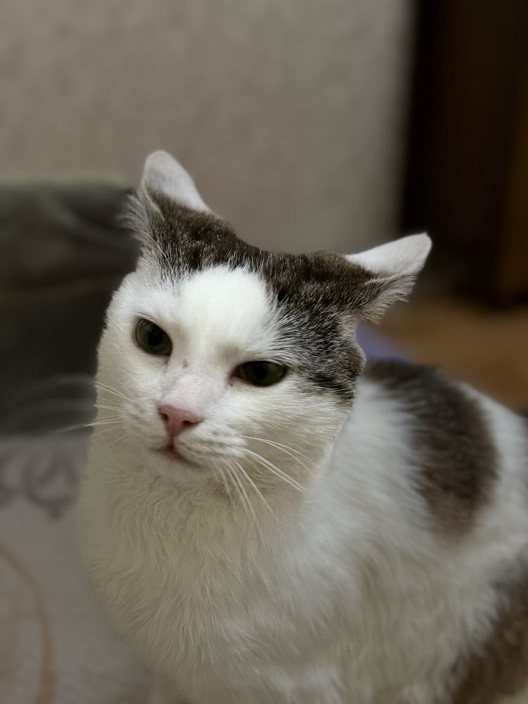 Благаю !!! Кошеня, коти, кіт, кішка, котик, прочитайте опис