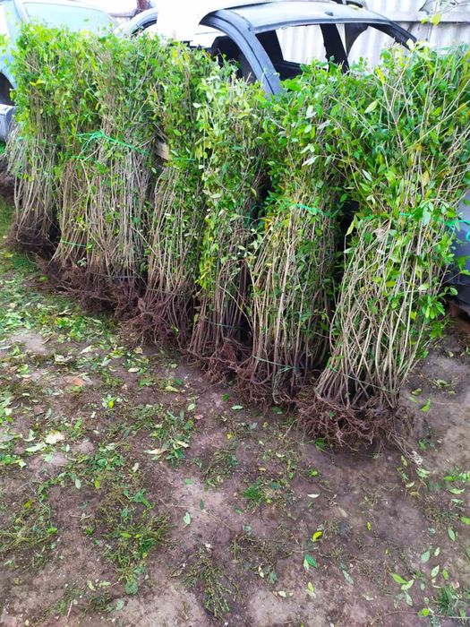 Живая изгородь бирючина саженцы живой забор