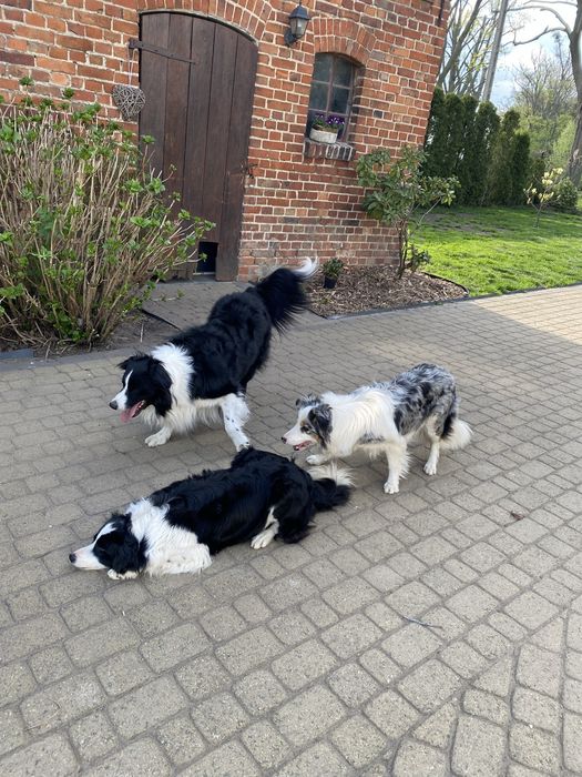 Border Collie szczeniak domowa hodowla odbiór grudzień