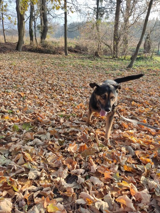 Dzielny Tabs szuka domu