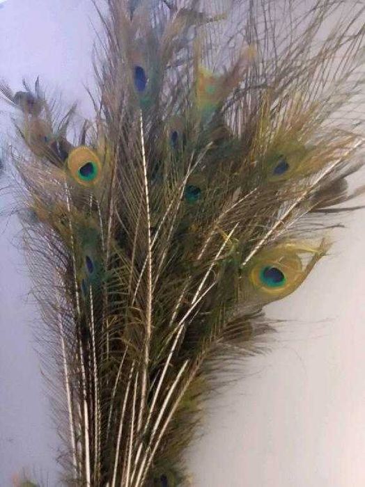 Sprzedam pawie pióra