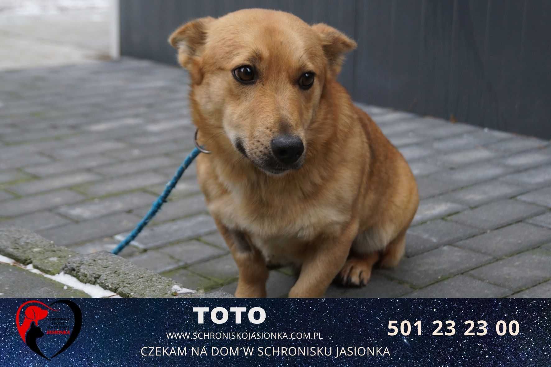 Toto- do adopcji schronisko Jasionka