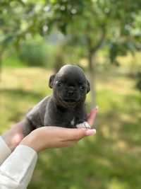 Голуб. #chih puppies for sale