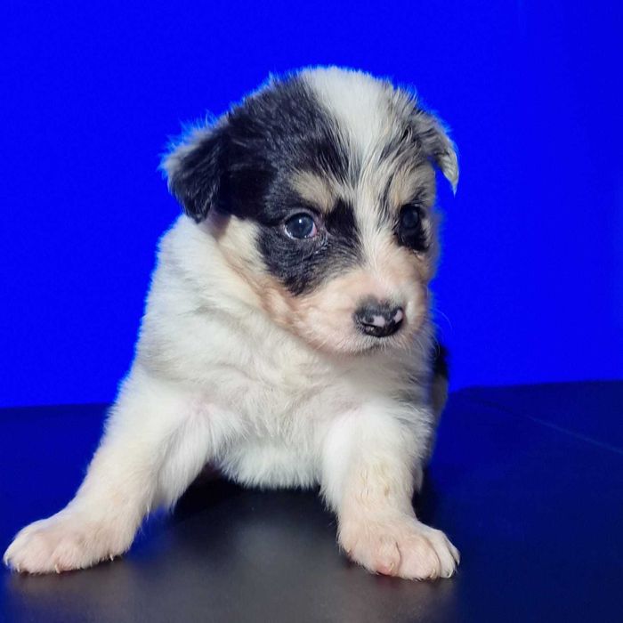 Border collie blue merle tricolor dziewczynka