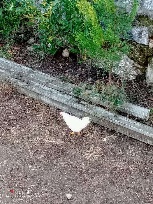 Casal de garnisés adultos. O casal 10€