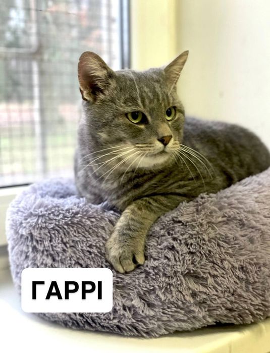 Кіт. 4 роки. Красень. Дуже лагідний.