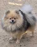 Pomeranian suczka szpic miniaturowy zkwp FCI