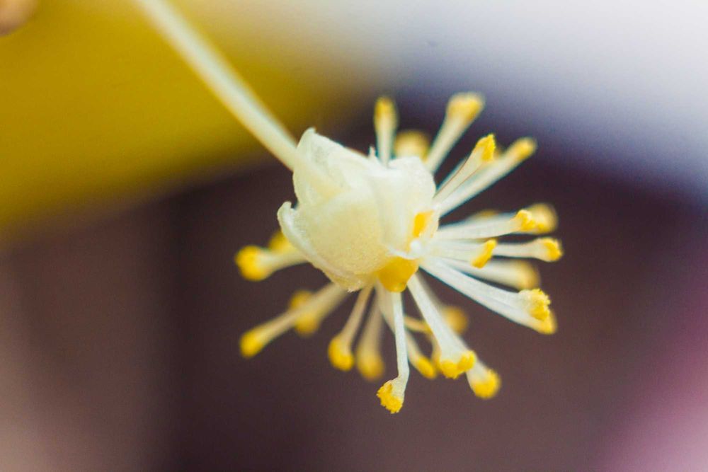 Obiektyw Jupiter 12 F2.8/35mm. Mocowane M39.