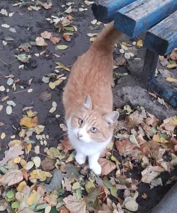 Отдам даром в добрые руки рыже-белого котика