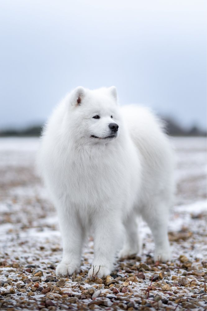 Samoyed samojed szczenięta LATO 2024