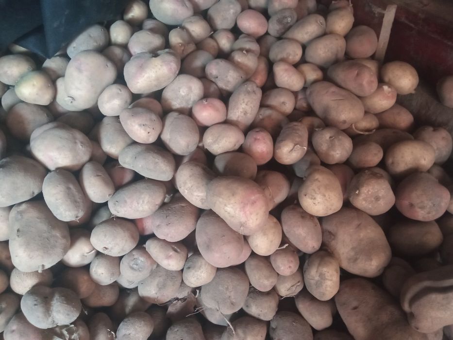 Картопля домашня