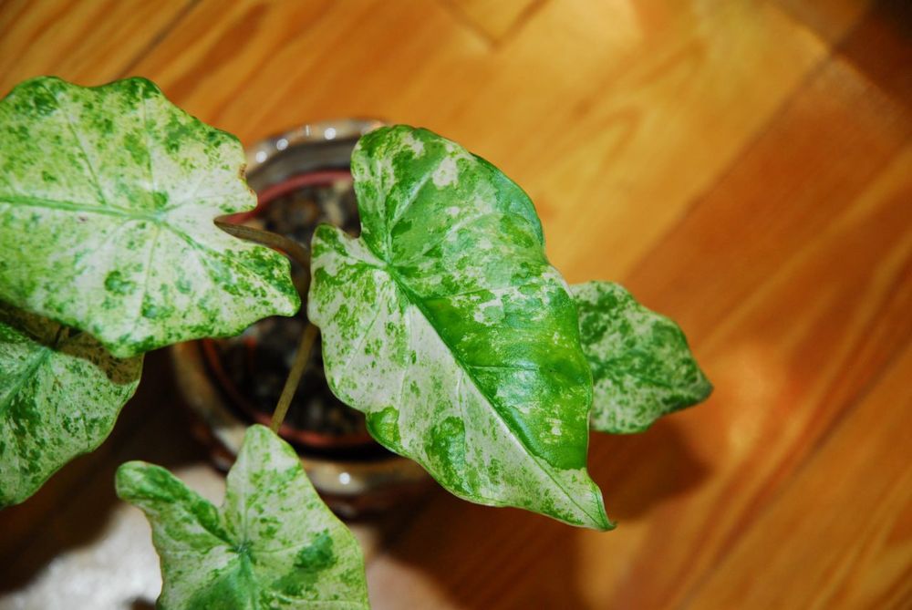 Alocasia Macrorrhiza Splash