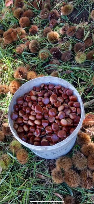 Vendo castanha em Lisboa