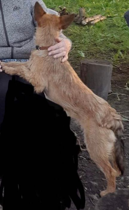 Zaginął pies/ psy w okolicach: Pasłęk, Rychliki, Kwietniewo, Dzierzgoń