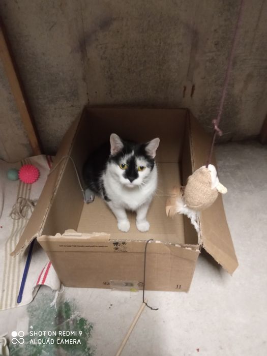 Dwie dorosłe kotki do adopcji