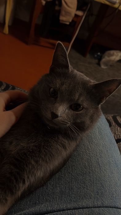 Віддам котика безкоштовно