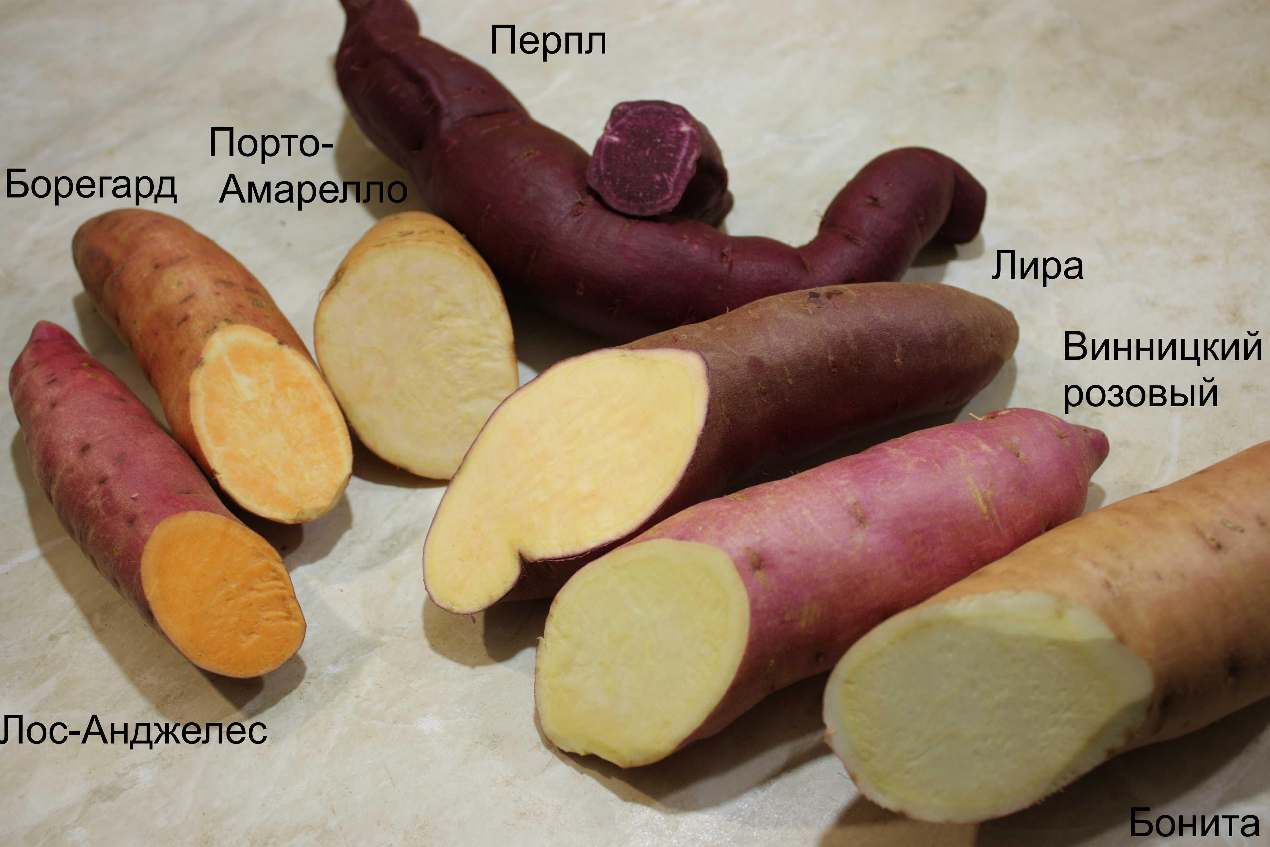 Батат Топинамбур ОБМІН на домашні Натуральні ЕКО продукти